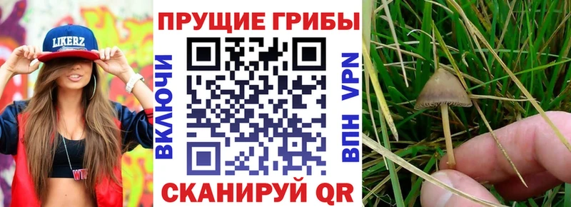 Псилоцибиновые грибы MAGIC MUSHROOMS  Всеволожск 